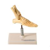 Esqueleto Humano do Pé Tamanho Mini Anatomia - Anatomic