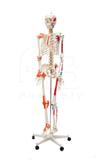 Esqueleto humano padrão de 1.70 cm c/ articulações, inserções musculares e haste c/ suporte e rodas - Sdorf