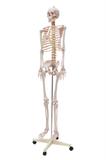 Esqueleto Humano Padrão de 1,70 cm com Suporte, Haste e Rodas SD-5000 - SDORF Scientific