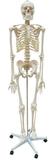 Esqueleto Padrão 1,70 cm com Suporte e Base com Rodas - Anatomic
