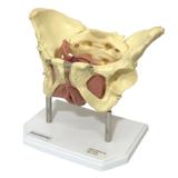 Esqueleto Pélvico com Útero 2 partes Modelo Anatomia - Anatomic