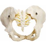 Esqueleto Pélvico Feminino Modelo Anatomia - Anatomic
