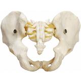 Esqueleto Pélvico Masculino Modelo Anatomia - Anatomic