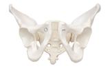 Esqueleto Pélvico Masculino Modelo Anatomia - Sdorf