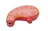 Estômago Ampliado em 2 Pts Modelo Anatomia - Sdorf