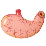 Estômago Humano 3x o Tamanho 2 Pts Anatomia - Anatomic