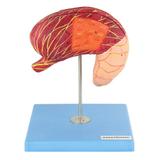 Estômago Luxo, em 2 partes - Anatomic