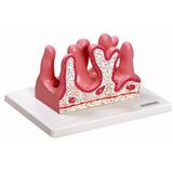Face Interna do Jejuno Modelo Anatomia - Anatomic