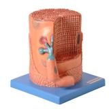 Fibra Muscular Modelo Anatomia - Anatomic