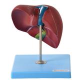 Figado Humano Básico Modelo Anatomia - Anatomic