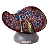 Figado Humano Modelo Luxo, Anatomia - Anatomic