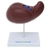 Figado Humano Modelo Luxo Anatomia - Sdorf