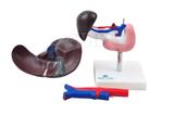 Fígado, Pâncreas, Baço e Duodeno SD-5050 - SDORF Scientific