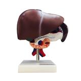 Figado, Vesícula Biliar, Pâncreas e Duodeno Modelo Anatomia - Anatomic