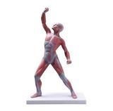 Figura Muscular 50 cm - Coleman