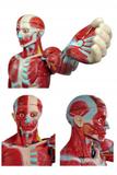 Figura Muscular de 1,70 cm com Órgãos Internos em 29 Partes SD-5026 - SDORF Scientific