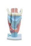 Garganta Ampliada em 3 Partes - SDORF Scientific