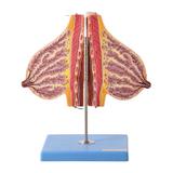 Glândula Mamária em Lactação Modelo Anatomia - Anatomic