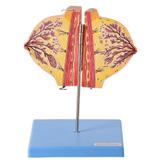 Glândula Mamária no Período de Repouso Modelo Anatomia - Anatomic
