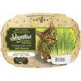 Graminha Ipet Green Digestive Grass para Gatos