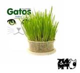 Graminha Para Gatos - Petpira