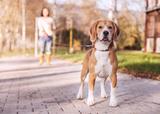 Guia Coleira Retratil Para Caes Cachorro 3M* - Bom amigo pet
