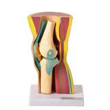 Joelho com Articulações e Musculaturas em 2 pts, Anatomia - Anatomic