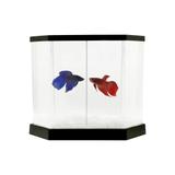 Kit aquário para peixe Betta - Beteira plástica Betta-Flex 5,5 litros - Transparente / Preto - Vigoar
