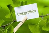 Kit Capsula Ginkgo Biloba 250mg - 2 potes - Florien