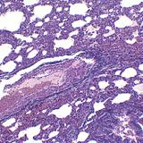 Lâminas Preparadas de Histologia 80 Peças - Opton