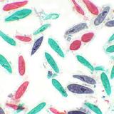 Lâminas Preparadas de Parasitologia 30 peças - Opton