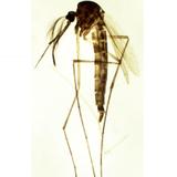 Lâminas Preparadas - Zoologia - TIL-Z-35 - Opton