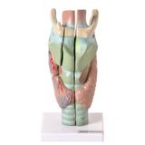 Laringe Ampliada em 3 Partes Modelo Anatomia - Anatomic
