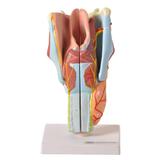 Laringe Ampliada em 4 Partes Modelo Anatomia - Anatomic