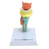 Laringe com Língua e Dentes em 5 pts Modelo Anatomia - Anatomic
