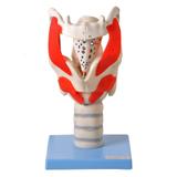 Laringe Funcional Ampliada 3x Modelo Anatomia - Anatomic