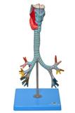 Laringe, Traqueia e Árvore Brônquica Modelo Anatomia - Sdorf