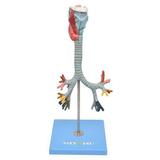 Laringe, Traqueia e Árvore Brônquica Modelo Anatomia - Sdorf