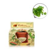 Lembrancinha Ecológica Kit Vamos Plantar Coentro - Festabox