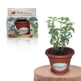 Lembrancinha Ecológica Kit Vamos Plantar Manjericão - Festabox