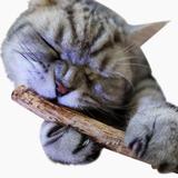 Limpador Dentes Saude Gato Matatabi 10 Unidades - Pet import