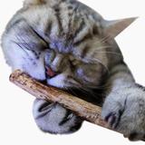 Limpador Para Dentes E Saude Gatos Matatabi 15 Unidades - Pet import