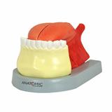 Língua Ampliada em 3 Partes - Anatomic