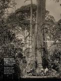 Livro - Remanescentes da Mata Atlântica