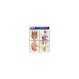 Livro - Resumão Sistema Urogenital - França - Artmed