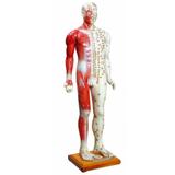 Manequim Acupuntura Masculino 85 cm Modelo Anatomia - Anatomic