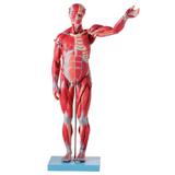 Manequim Muscular Assexuado 78 cm com Órgãos Internos 27 peças - Anatomic