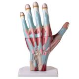 Mão Humana Muscular Ampliada 3 Partes - Anatomic