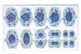 Meiose em 10 Fases Modelo Anatomia - Sdorf