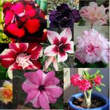 Mix de rosas do deserto enxertadas - 5 unidades - Ocotea do brasil